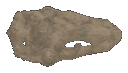 Dinosaur Skull
